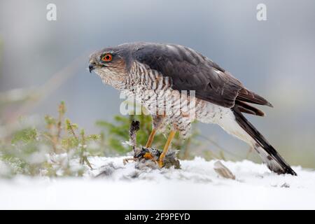 Der eurasische Sperber, Accipiter nisus, sitzt auf dem Schnee im Wald mit dem gefangenen singvögel. Tierwelt Tierszene aus der Natur. Vogel im W Stockfoto