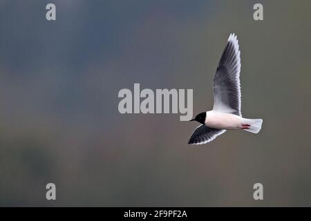 Kleine Möwe (Larus minutus) Bei NWT Thorpe Marshes Norwich April 2021 Stockfoto