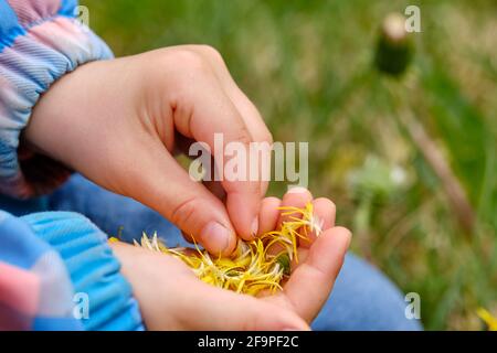 Nahaufnahme der Hände eines 4-jährigen Kindes, das im Frühling mit den gelben Blütenblättern einer Dandelionenblume spielt. Gesehen im April in Deutschland Stockfoto