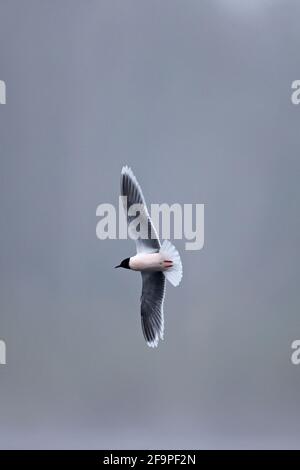 Kleine Möwe (Larus minutus) Bei NWT Thorpe Marshes Norwich April 2021 Stockfoto