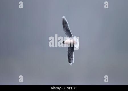 Kleine Möwe (Larus minutus) Bei NWT Thorpe Marshes Norwich April 2021 Stockfoto