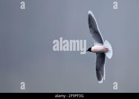 Kleine Möwe (Larus minutus) Bei NWT Thorpe Marshes Norwich April 2021 Stockfoto