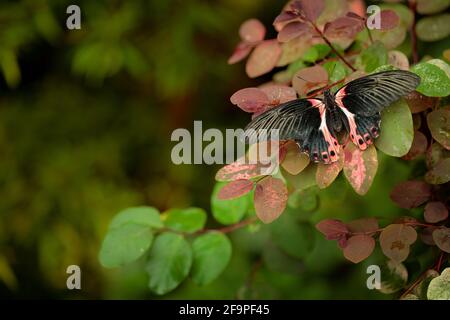 Papilio rumanzovia, schöner schwarz-rosa Schmetterling, scharlachroter Mormon, großes und farbenfrohes Insekt auf dem grünen Zweig. Schmetterling in Natur Wald Lebensraum, Stockfoto