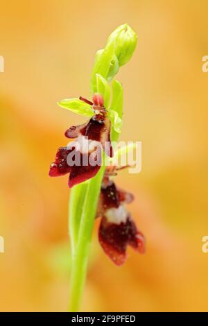 Fliegenorchidee, Ophrys insectifera, blühende europäische terrestrische Wildorchidee in Naturlebensraum, Detail der Blüte, grüner klarer Hintergrund, Tschechische Republik. Stockfoto