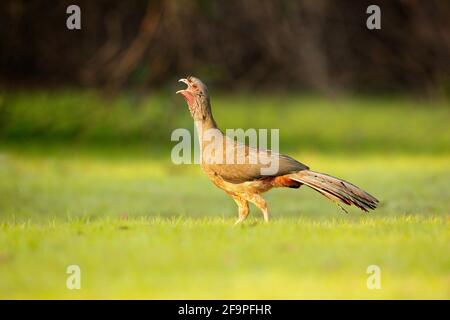 Chaco Chachalaca, Ortalis canicollis, Vogel mit offenem Schnabel, Wandern im grünen Gras, Pantanal, Brasilien. Vogel im natürlichen Lebensraum. Guan, Tierwelt Brasilien Stockfoto