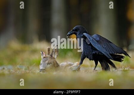 Rabe mit toter Europäischer Hirsche, Schlachtkörper im Wald. Schwarzer Vogel mit Kopf auf der Waldstraße. Tierverhalten, Fütterungsszene in Deutschland, Europ Stockfoto