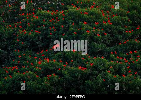 Scharlachrote Ibis, Eudocimus ruber, exotischer roter Vogel, Lebensraum in der Natur, Vogelkolonie auf dem Baum, Caroni Swamp, Trinidad und Tobago, Karibik. Flock o Stockfoto