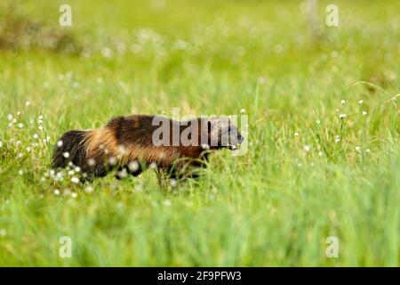 Wolverine in der finnischen Taiga laufen. Wildlife-Szene aus der Natur. Seltenes Tier aus Nordeuropa. Wilde Vielfraß im Sommer Baumwollgras. Aninal behave Stockfoto