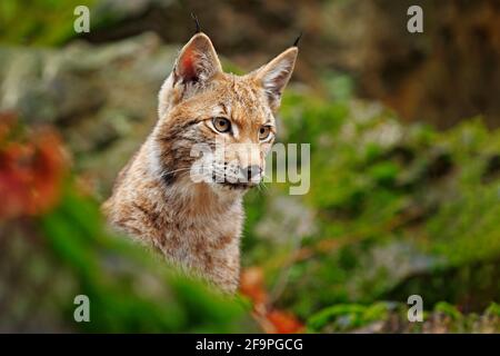 Luchs im Wald. Sitzende eurasische Wildkatze auf grünem moosigen Stein, grün im Hintergrund. Wildkatze in der Natur Lebensraum, Tschechisch, Europa. Stockfoto