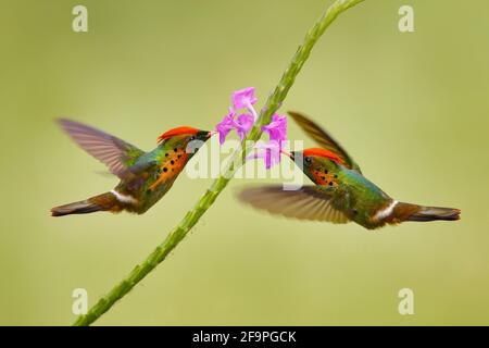 Getuftete Coquette, ein farbenfroher Kolibri mit orangefarbenem Wappen und Kragen im Lebensraum der grünen und violetten Blüten. Vogel fliegt neben rosa Blume, klar gre Stockfoto