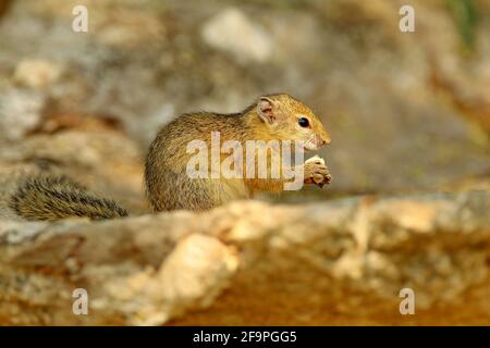 Baumhörnchen, Paraxerus cepapi chobiensis, Fressnuss, Detail eines exotischen afrikanischen Kleinsäugers mit rotem Auge im Naturlebensraum, Chobe National Park Stockfoto