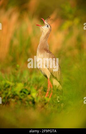 Seriema mit roten Beinen, Abendlicht, Pantanal, Brasilien. Typischer Vogel aus brasilianischer Natur. Vogel auf der Wiese, lange rote Beine. Reisen in den Süden Stockfoto