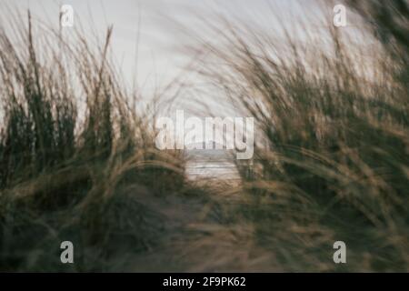 Aufnahme eines Durchsuchens von Marrammgras am Godrevy Lighthouse, Cornwall, Großbritannien Stockfoto