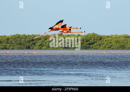 Zwei amerikanische oder karibische Flamingos Phoenicopterus ruber fliegen über die Lagune von Celestun, Yucatan, Mexiko Stockfoto