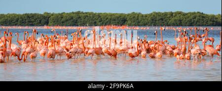 American aka Caribbean Flamingos Phoenicopterus ruber an der Lagune von Celestun, Yucatan, Mexiko Stockfoto