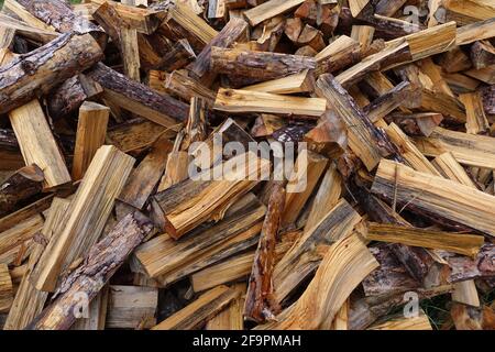 07.09.2018, Walksmühle, Brandenburg, Deutschland - nasse Baumstämme. 00S180907D557CAROEX.JPG [MODEL RELEASE: NOT APPLICABLE, PROPERTY RELEASE: NO (c) caro images Stockfoto