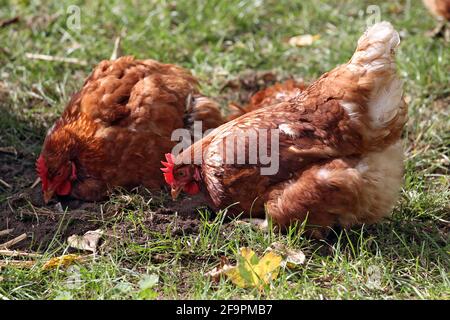 16.09.2018, Hannover, Niedersachsen, Deutschland - Deutschland - freilandige Haushühner. 00S180916D860CAROEX.JPG [MODELLVERSION: NICHT ZUTREFFEND, EIGENTUM Stockfoto