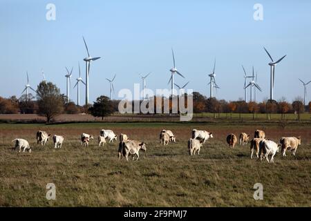 31.10.2018, Goericke, Brandenburg, Deutschland - Rinder auf einer Weide vor einem Windpark. 00S181031D611CAROEX.JPG [MODELLVERSION: NICHT ZUTREFFEND, PROP Stockfoto