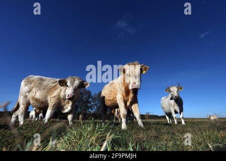 31.10.2018, Göricke, Brandenburg, Deutschland - Rinder auf einer Weide. 00S181031D595CAROEX.JPG [MODEL RELEASE: NOT APPLICABLE, PROPERTY RELEASE: NO (C) CAR Stockfoto