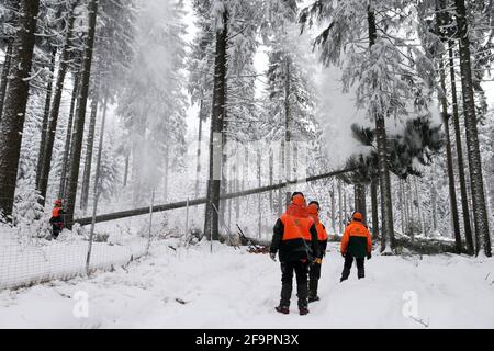 11.02.2021, Kretscham-Rothensehma, Sachsen, Deutschland - Waldarbeiter Fällen im Winter eine Kiefer. 00S210211D610CAROEX.JPG [MODEL RELEASE: NO, PROPERT Stockfoto