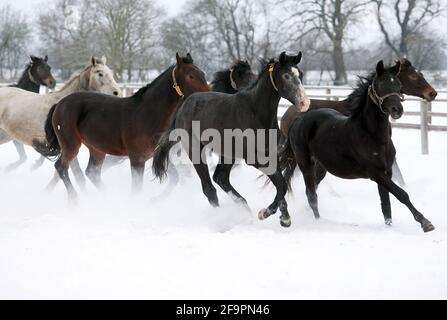 12.02.2021, Graditz, Sachsen, Deutschland - Pferde galoppieren im Winter über ein schneebedecktes Fahrerlager. 00S210212D626CAROEX.JPG [MODELLVERSION: NEIN, EIGENTUM Stockfoto