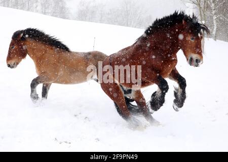 11.02.2021, Breitenbach, Sachsen, Deutschland - im Winter galoppieren kaltblütige Pferde über ein schneebedecktes Fahrerlager. 00S210211D617CAROEX.JPG [MODELL RELEA Stockfoto