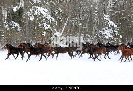 12.02.2021, Graditz, Sachsen, Deutschland - Pferde galoppieren im Winter über ein schneebedecktes Fahrerlager. 00S210212D638CAROEX.JPG [MODELLVERSION: NEIN, EIGENTUM Stockfoto