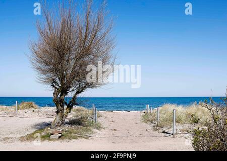 Fehmarn, Deutschland. April 2021. Ein Baum steht bei Sonnenschein und blauem Himmel neben einem Zugang zum Ostseestrand in Altenteil. Quelle: Frank Molter/dpa/Alamy Live News Stockfoto