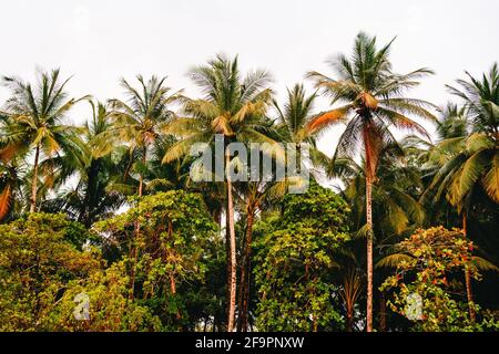 Gruppe von Palmen unter anderen Bäumen. Costa Rica Stockfoto