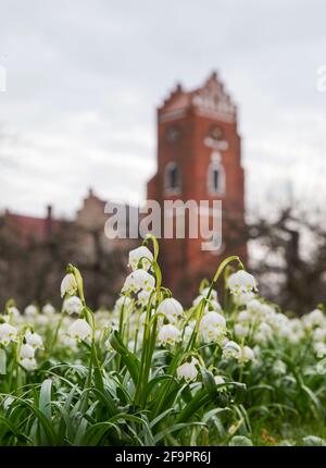 Leucojum vernum, genannt Frühlingsschneehacke, ist eine mehrjährige bauchig blühende Pflanzenart aus der Familie der Amaryllidaceae. Stockfoto