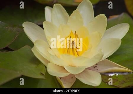 Gelbe Seerose Nymphaea caerulea 13896 Stockfoto