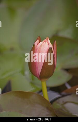 Knospe von Nymphaea caerulea 13915 Stockfoto