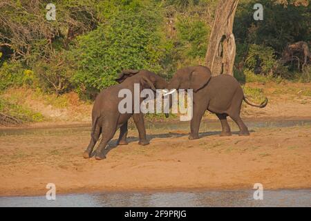 Junge afrikanische Elefantenbullen kämpfen 13668 Stockfoto