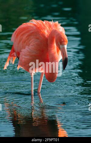 Vertikale Aufnahme eines rosa Flamingos im Wasser Stockfoto