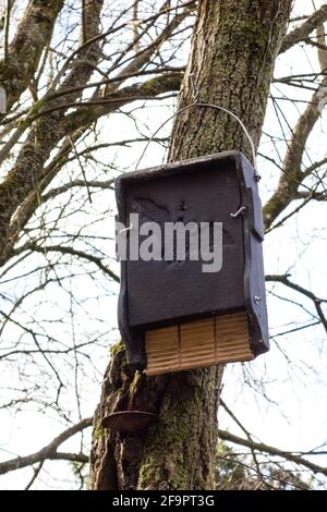 Fledermausschutz auf Baum, Tetbury, Gloucestershire installiert Stockfoto