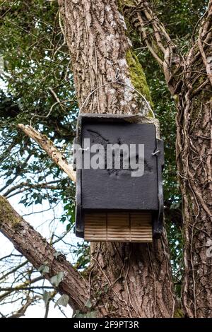 Fledermausschutz auf Baum, Tetbury, Gloucestershire installiert Stockfoto