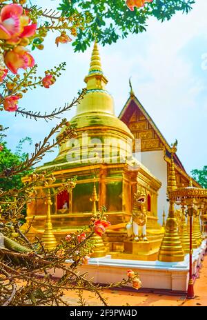 Der goldene Chedi des Wat Phra Singh, mit hellen Blüten des Kanonenkugelbaums im Vordergrund, Chiang Rai, Thailand Stockfoto