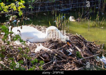 Ein stummgeschummter Schwan, der mit Müll und Plastik brütet Stockfoto