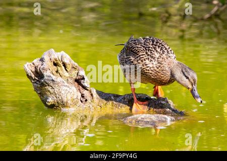 Eine Stockente, die auf einem Holzstamm steht und von einem trinkt Fluss Stockfoto