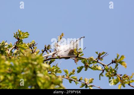 Eichenprozessionär-Mottenraupen im Nest oben Einer Eiche Stockfoto