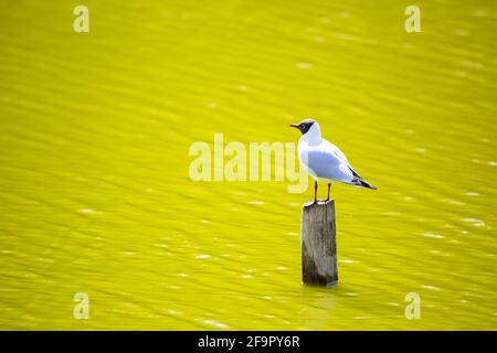 Eine Schwarzkopfmöwe thronte auf einem Zaunpfosten Ein grüner See Stockfoto