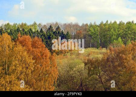 Ein herbstliches oder frühlingshaftes Panorama mit bunten Bäumen. Ein saisonaler Blick auf den Wald an einem sonnigen Tag in der britischen Landschaft. Shropshire, England, Großbritannien. Stockfoto