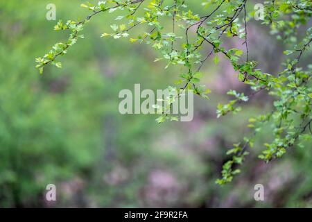 Natur Pflanze Zweige Blätter Frühling Wald Baum. Baumzweige mit Blättern auf verschwommenem abstrakten Hintergrund des Waldes. Stockfoto