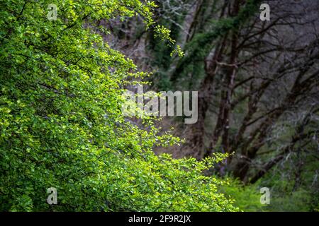 Natur Pflanze Zweige Blätter Frühling Wald Baum. Baumzweige mit Blättern auf verschwommenem abstrakten Hintergrund des Waldes. Stockfoto