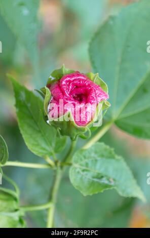 Rosa Rose Bud, Ansicht von oben, mit grünen Blättern Stockfoto