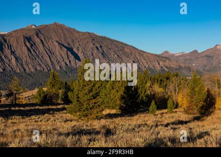 Bergwiese mit Lodgepole Pines im Shoshone National Forest entlang des Beartooth Highway, Wyoming, USA Stockfoto