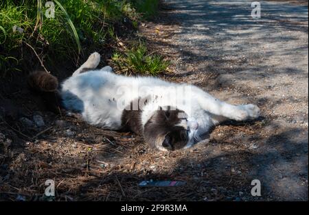 Weiße und braune große Hauskatze, die in England, Großbritannien, am Straßenrand auf dem Boden liegt. Stockfoto