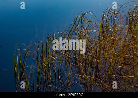 Sedges in Lily Lake im Shoshone National Forest in der Nähe des Beartooth Highway, Wyoming, USA Stockfoto