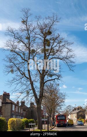 Mistel wächst in einem Baum im Frühjahr. Stockfoto