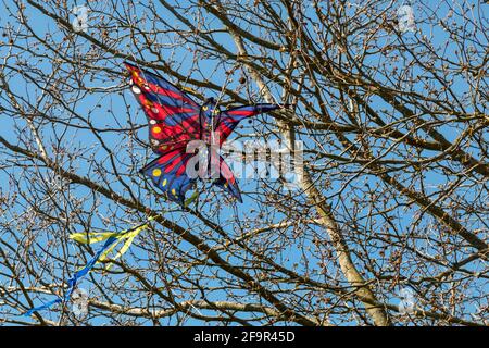 Auf Stourbridge Common, Cambridge, Großbritannien, steckt ein roter Schmetterlingsdrachen in einem Baum fest. Stockfoto